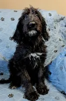 Runner, a male Poodle - Standard  for sale in Caddo Mills, TX – 1 of 5