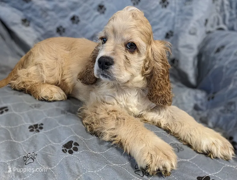 Romor – Cocker Spaniel puppy for sale in Caddo Mills, TX