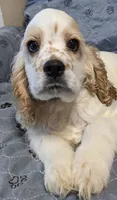 RIVER, a male Cocker Spaniel for sale in Caddo Mills, TX – 2 of 3