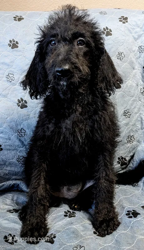 Summer – Poodle - Standard  puppy for sale in Caddo Mills, TX