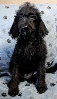 Summer, a female Poodle - Standard  for sale in Caddo Mills, TX – 1 of 2