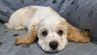 STAR, a female Cocker Spaniel for sale in Caddo Mills, TX – 4 of 5