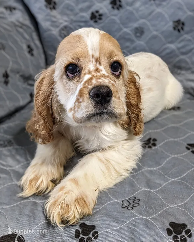 JAZZ – Cocker Spaniel puppy for sale in Caddo Mills, TX