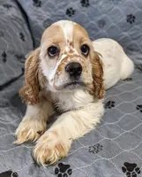 JAZZ, a female Cocker Spaniel for sale in Caddo Mills, TX – 1 of 3