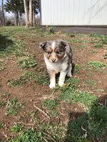 Candy, a female Toy Australian Shepherd for sale in Huntsville, AR – Photo 2 of 3