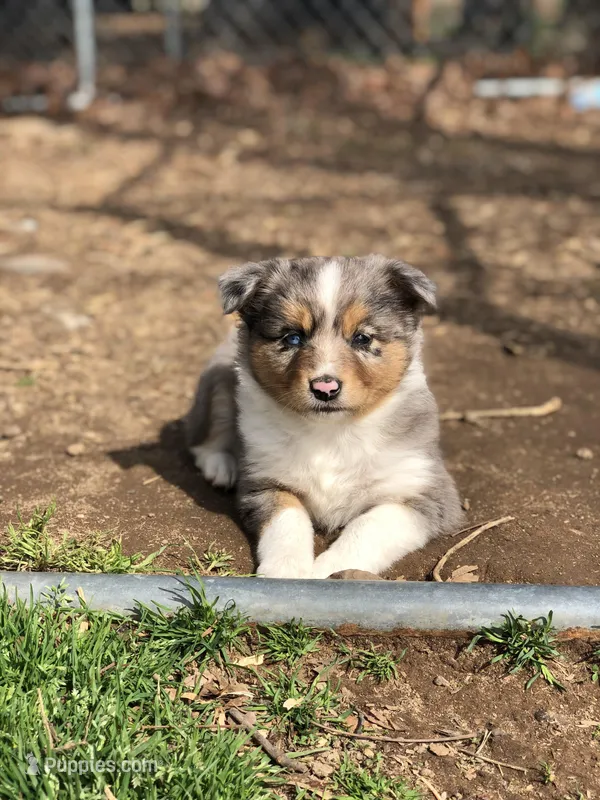 Candy – Toy Australian Shepherd puppy for sale in Huntsville, AR