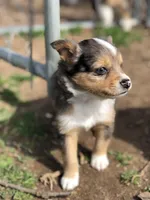 Peanut, a male Toy Australian Shepherd for sale in Huntsville, AR – Photo 1 of 4