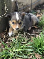 Peanut, a male Toy Australian Shepherd for sale in Huntsville, AR – Photo 4 of 4