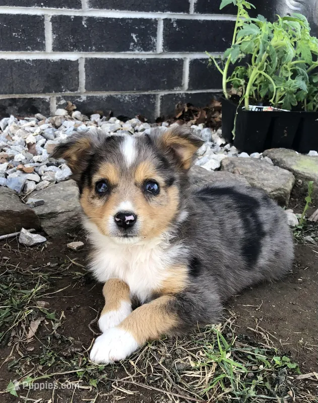 Peanut – Toy Australian Shepherd puppy for sale in Huntsville, AR