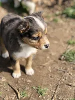 Peanut, a male Toy Australian Shepherd for sale in Huntsville, AR – Photo 3 of 4