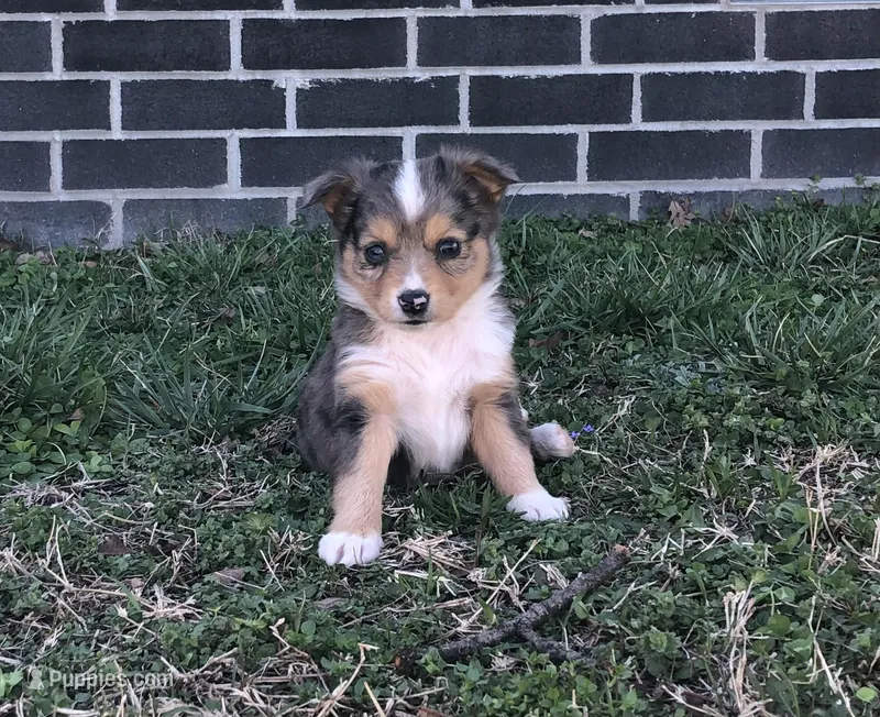 Peanut – Toy Australian Shepherd puppy for sale in Huntsville, AR