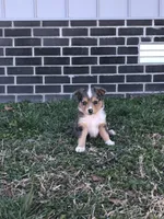 Peanut, a male Toy Australian Shepherd for sale in Huntsville, AR – Photo 2 of 4