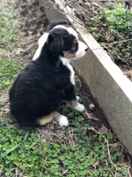 Buster, a male Toy Australian Shepherd for sale in Huntsville, AR – Photo 3 of 4