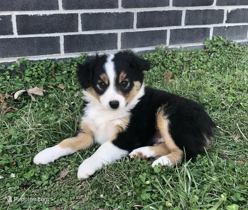 Buster – Toy Australian Shepherd puppy for sale in Huntsville, AR