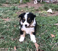 Buster, a male Toy Australian Shepherd for sale in Huntsville, AR – Photo 1 of 4
