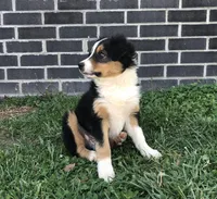 Buster, a male Toy Australian Shepherd for sale in Huntsville, AR – Photo 2 of 3