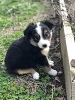 Buster, a male Toy Australian Shepherd for sale in Huntsville, AR – Photo 4 of 4