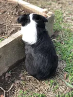 Buster, a male Toy Australian Shepherd for sale in Huntsville, AR – Photo 2 of 4
