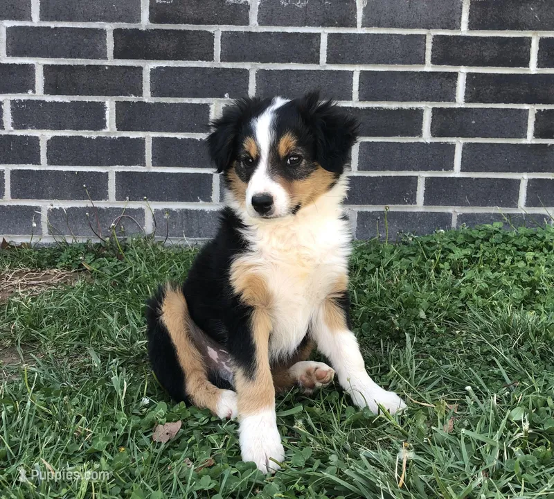 Buster – Toy Australian Shepherd puppy for sale in Huntsville, AR