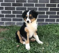 Buster, a male Toy Australian Shepherd for sale in Huntsville, AR – Photo 1 of 3