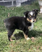 Oreo, a male Toy Australian Shepherd for sale in Huntsville, AR – Photo 3 of 5