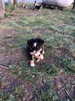 Oreo, a male Toy Australian Shepherd for sale in Huntsville, AR – Photo 3 of 4
