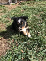Oreo, a male Toy Australian Shepherd for sale in Huntsville, AR – Photo 2 of 4