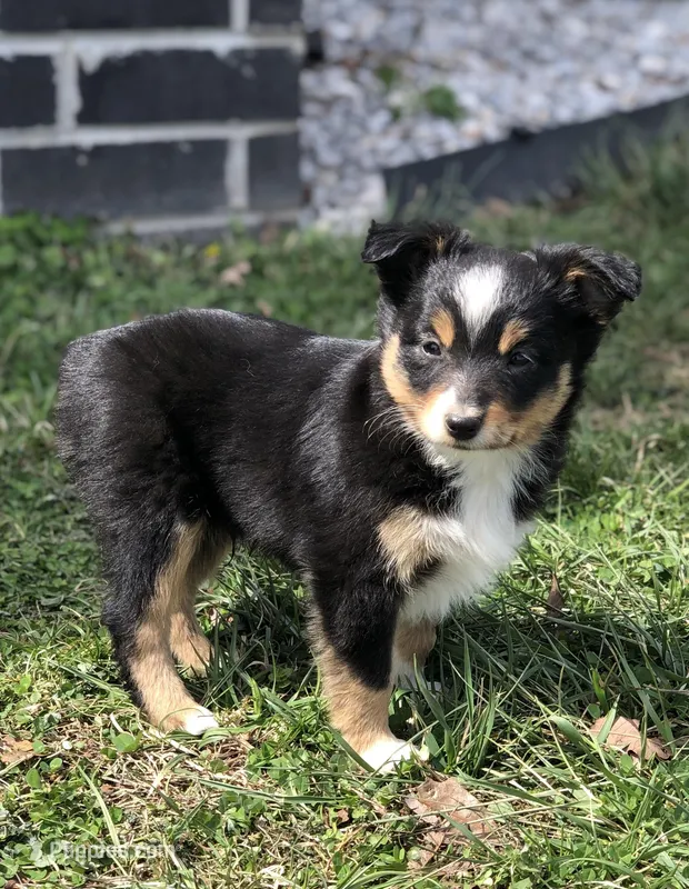 Oreo – Toy Australian Shepherd puppy for sale in Huntsville, AR