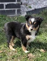 Oreo, a male Toy Australian Shepherd for sale in Huntsville, AR – Photo 2 of 5