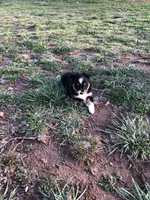 Oreo, a male Toy Australian Shepherd for sale in Huntsville, AR – Photo 4 of 4