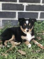 Oreo, a male Toy Australian Shepherd for sale in Huntsville, AR – Photo 1 of 5