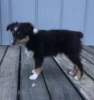 Oreo, a male Toy Australian Shepherd for sale in Huntsville, AR – Photo 2 of 6