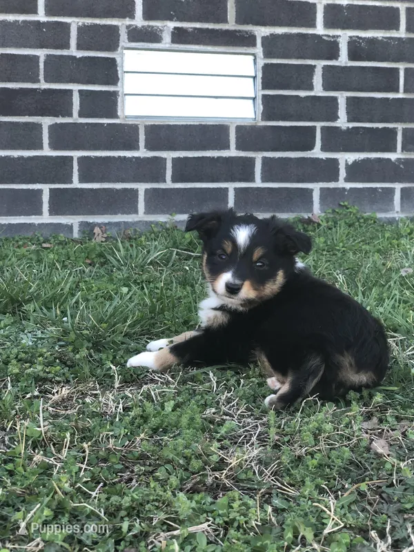 Oreo – Toy Australian Shepherd puppy for sale in Huntsville, AR