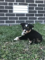 Oreo, a male Toy Australian Shepherd for sale in Huntsville, AR – Photo 1 of 4