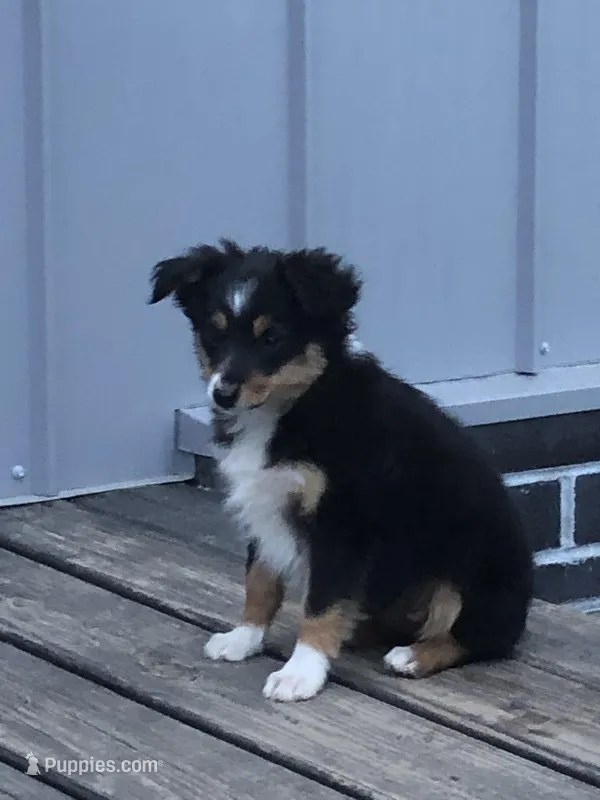 Oreo – Toy Australian Shepherd puppy for sale in Huntsville, AR