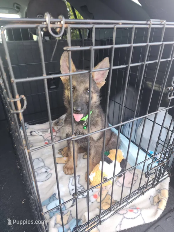 Krypto – German Shepherd Dog puppy for sale in Kingman, KS