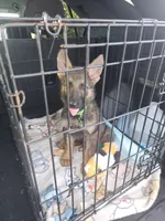 Krypto, a male German Shepherd Dog for sale in Kingman, KS – 1 of 2