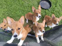 Ricotta, a female Pembroke Welsh Corgi for sale in Kingman, KS – 8 of 9