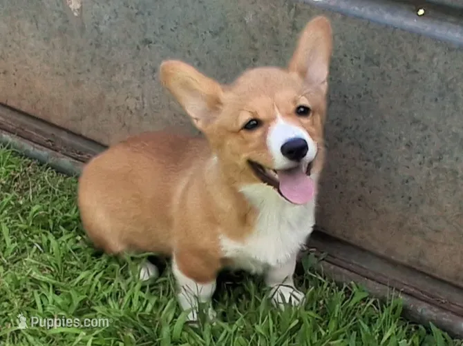 Gouda – Pembroke Welsh Corgi puppy for sale in Kingman, KS