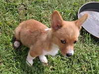 Ricotta, a female Pembroke Welsh Corgi for sale in Kingman, KS – 2 of 9