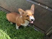 Ricotta, a female Pembroke Welsh Corgi for sale in Kingman, KS – 4 of 9