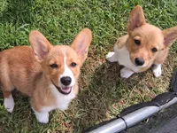Ricotta, a female Pembroke Welsh Corgi for sale in Kingman, KS – 9 of 9