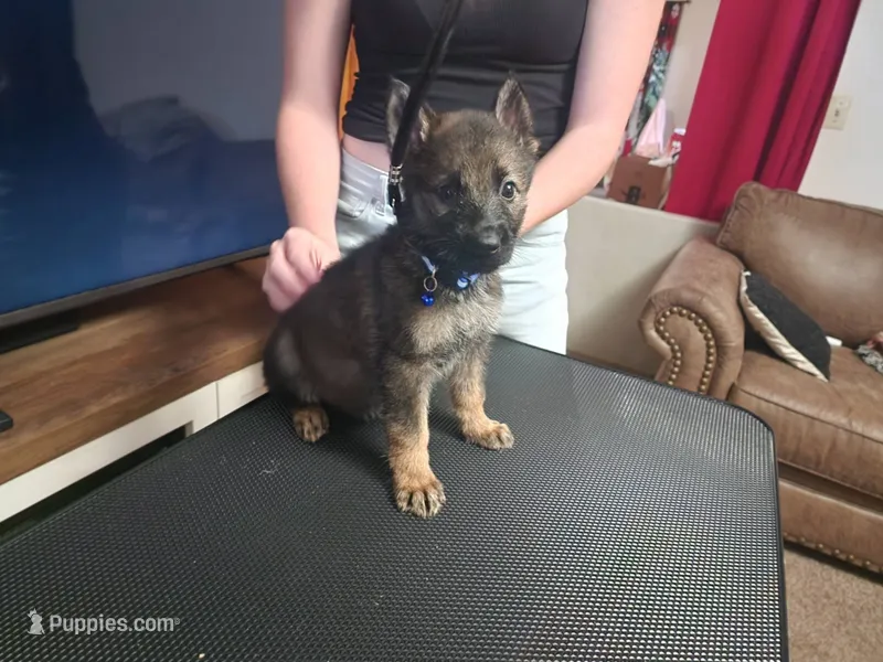Kara – German Shepherd Dog puppy for sale in Kingman, KS