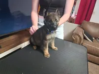 Kara, a female German Shepherd Dog for sale in Kingman, KS – 1 of 2