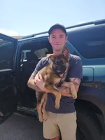 Krypto, a male German Shepherd Dog for sale in Kingman, KS – 2 of 2