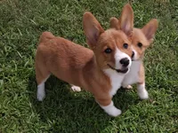 Ricotta, a female Pembroke Welsh Corgi for sale in Kingman, KS – 7 of 9