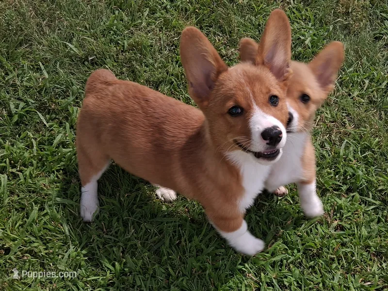 Edam – Pembroke Welsh Corgi puppy for sale in Kingman, KS