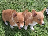 Ricotta, a female Pembroke Welsh Corgi for sale in Kingman, KS – 5 of 9