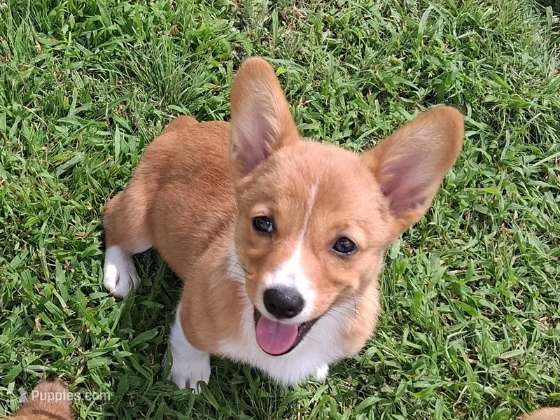 Ricotta – Pembroke Welsh Corgi puppy for sale in Kingman, KS