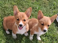 Ricotta, a female Pembroke Welsh Corgi for sale in Kingman, KS – 3 of 9
